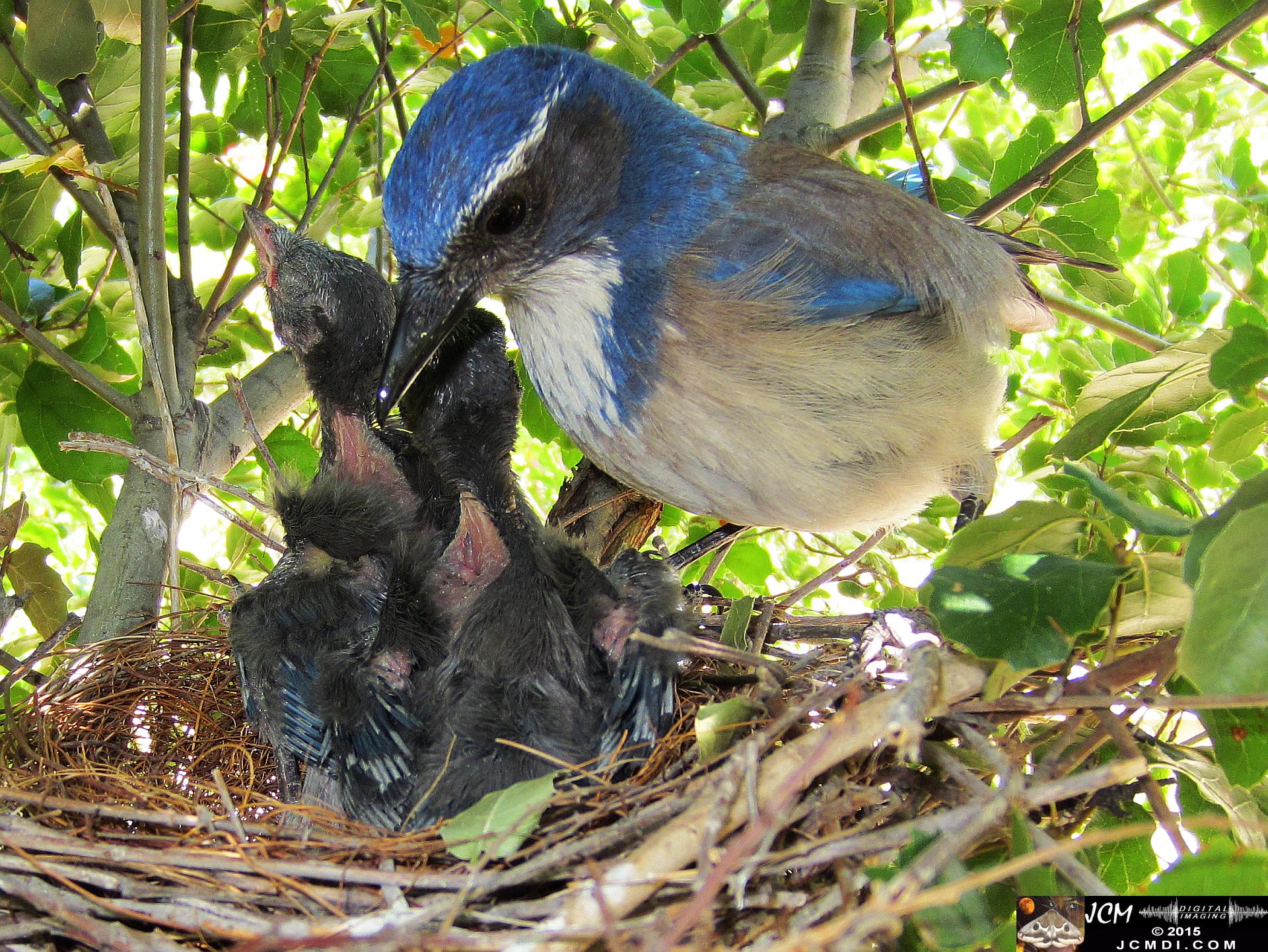 Scrub Jay Nest Documenatry with chicks